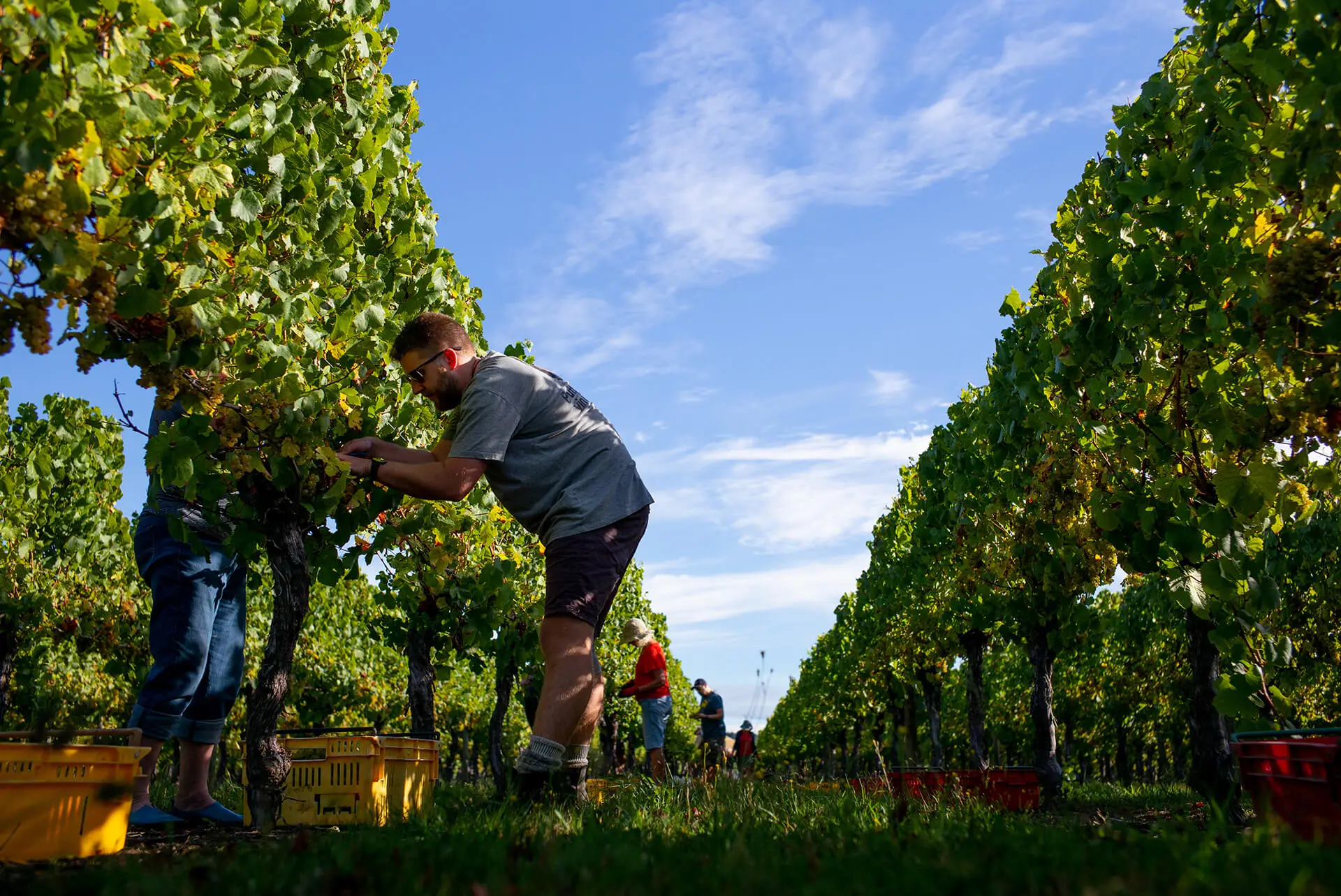 Hawkes-Bay-Wine-Wineries-NZ